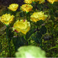 🌹🕯️Memorial Solar Rose Lights | Warm Glow to Honor Your Loved Ones💛