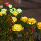 🌹🕯️Memorial Solar Rose Lights | Warm Glow to Honor Your Loved Ones💛