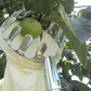 🍎 60% OFF NOW! 🧺 Fruit Picker Head Basket – Durable Design, Easy Attach & Perfect for Reaching High Branches Without a Ladder 🌳